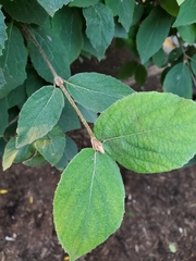 Viburnum carlesii