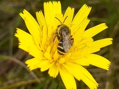 Lasioglossum leucozonium
