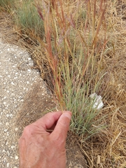 Aristida purpurea