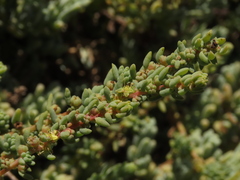 Suaeda foliosa