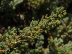 Suaeda foliosa