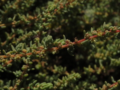 Suaeda foliosa