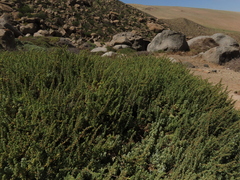 Suaeda foliosa