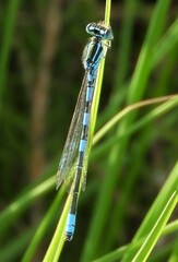 Coenagrion scitulum