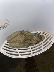 Trachycephalus vermiculatus