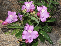 Alstroemeria violacea