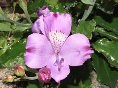Alstroemeria violacea