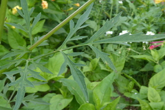 Bidens subalternans