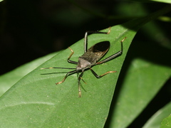 Notobitus meleagris