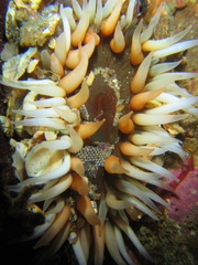 Anthopleura thallia