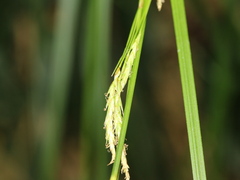 Carex brunnea
