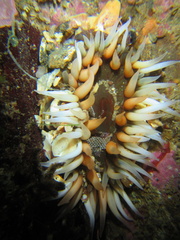 Anthopleura thallia