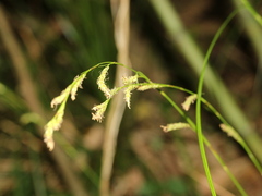 Carex brunnea