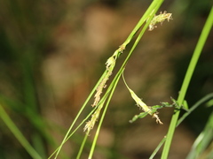 Carex brunnea