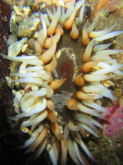 Anthopleura thallia