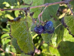 Ampelopsis glandulosa