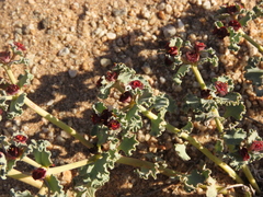 Euphorbia copiapina