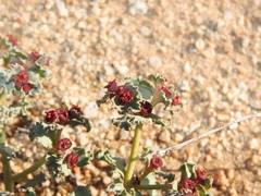 Euphorbia copiapina