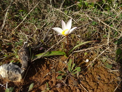Tulipa cretica