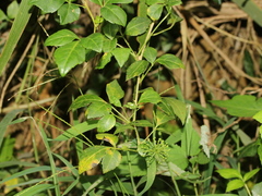 Eleutherococcus trifoliatus