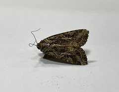 Spodoptera litura