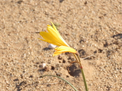 Zephyranthes bagnoldii