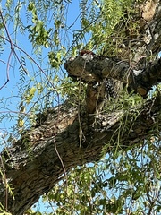 Sphyrapicus ruber