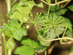 Eleutherococcus trifoliatus