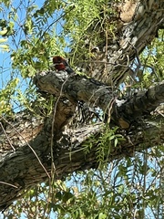 Sphyrapicus ruber