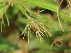 Cyperus distans