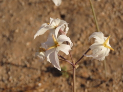 Leucocoryne appendiculata
