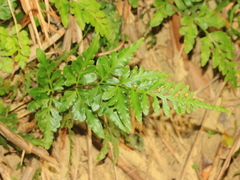 Pteris ensiformis