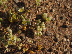 Microphyes litoralis