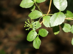 Eleutherococcus trifoliatus