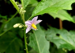 Solanum violaceum