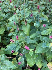 Bistorta amplexicaulis