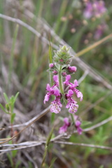 Stachys grandidentata