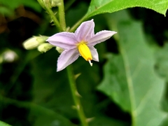 Solanum violaceum
