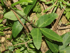 Tetrastigma formosanum