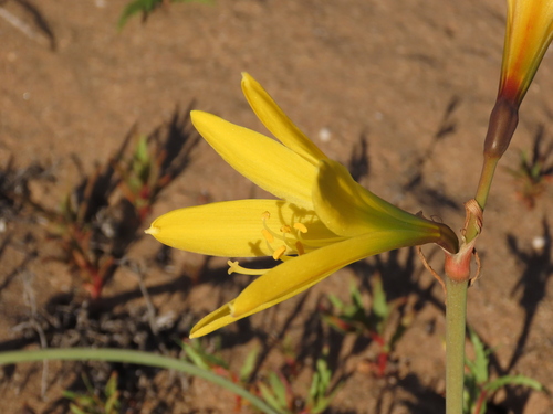 Zephyranthes bagnoldii, photograph 3