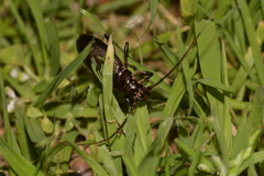Blaxotes wollastoni