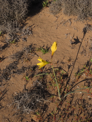 Zephyranthes bagnoldii, photograph 4
