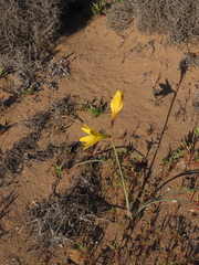 Zephyranthes bagnoldii