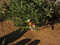 Heliotropium floridum