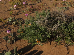 Heliotropium floridum