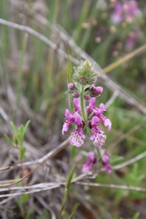 Stachys grandidentata