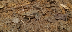 Leptodactylus fragilis