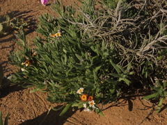 Heliotropium floridum