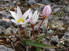 Tulipa cretica