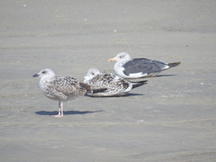 Larus fuscus